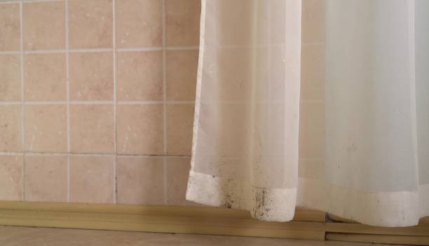 Best Mold Removal for HVAC Installations  in Chase, PA