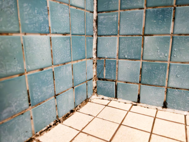 Best Commercial Mold Inspection  in Chase, PA