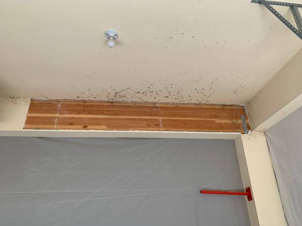 Mold Removal for HVAC Installations in Chase, PA