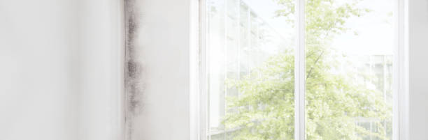 Best Mold Remediation for Healthcare Facilities  in Chase, PA